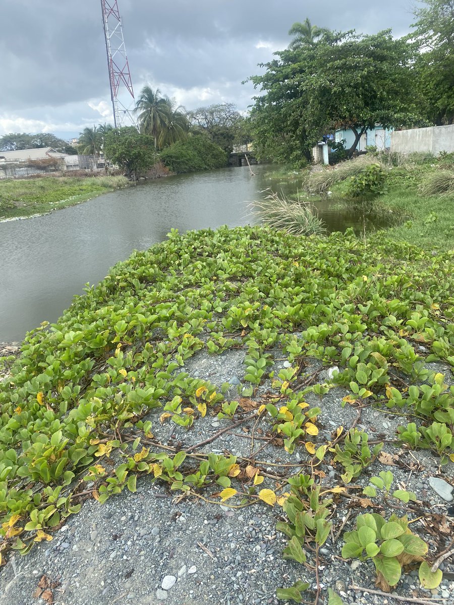 guardians_ja's tweet photo. It was also an eye opening experience as we have realized that it will take more than a small group of individuals to clean the coastline here in Morant Bay and it requires hands on support and work from community members, other NGOs and the government it self. https://t.co/924xQqblAR