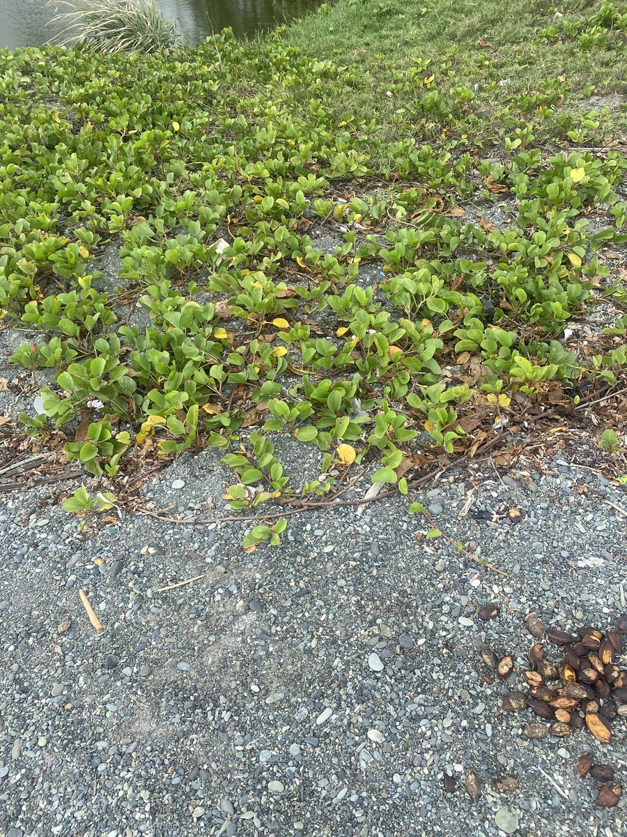 guardians_ja's tweet photo. It was also an eye opening experience as we have realized that it will take more than a small group of individuals to clean the coastline here in Morant Bay and it requires hands on support and work from community members, other NGOs and the government it self. https://t.co/924xQqblAR