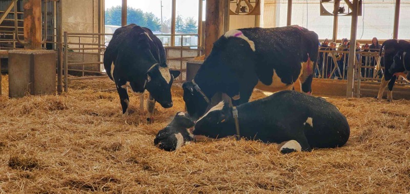 benloewith's tweet image. It's been a long road to get @SummitStation on track but we're almost there! We started w/ the idea of a small vending machine in the milkhouse &amp;amp; ended up here!👀 By summer we should be ready to start home delivery of glass bottled milk to #HamOnt.