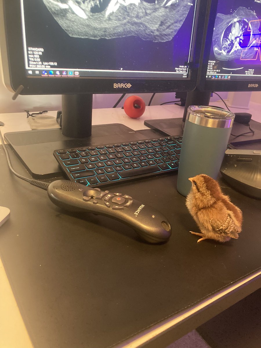Introducing the newest member of the <a href="/UCRadRes/">UCRadRes</a> family Chickyn Little #RadFam #dictaphonetraining #cheepcheep