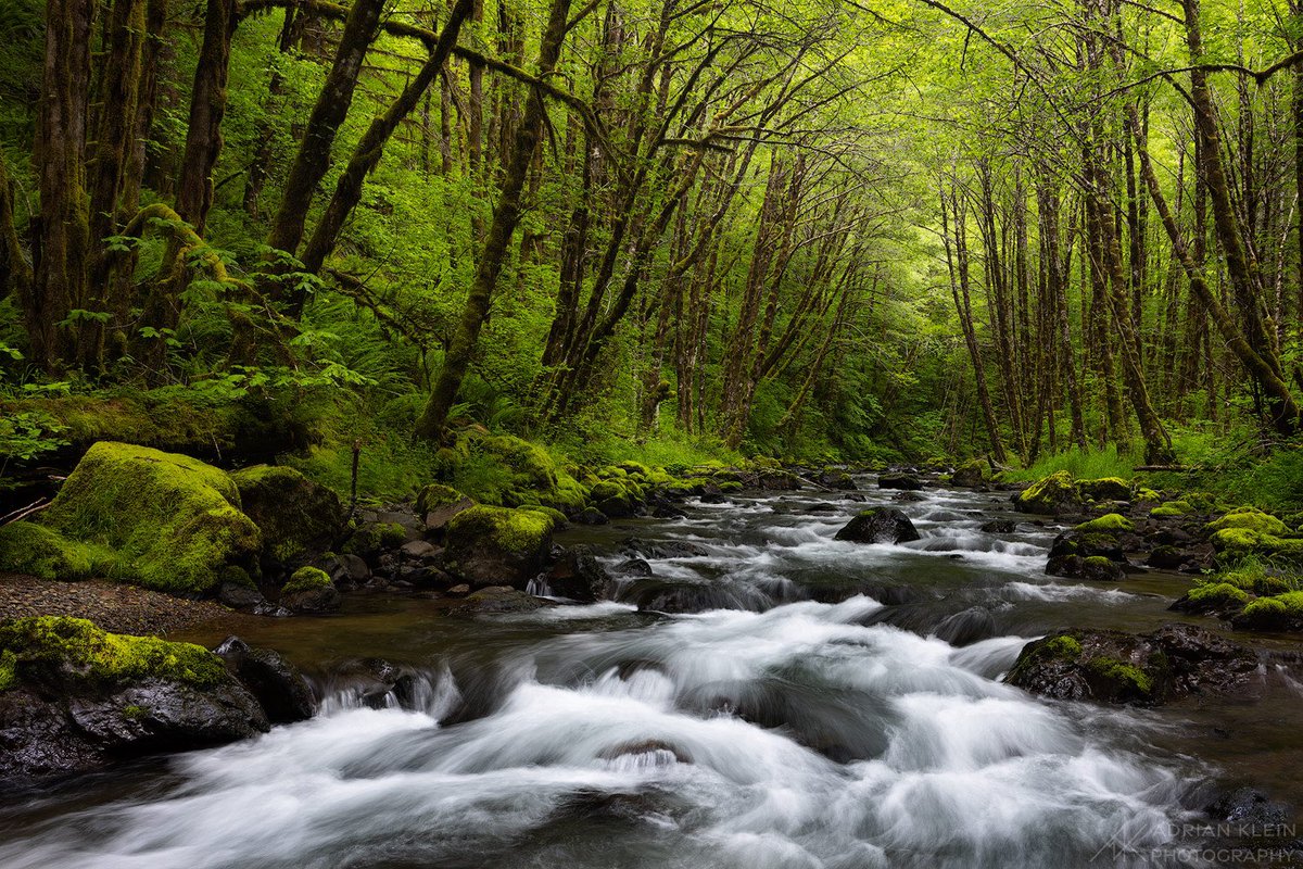 “In nature, nothing is perfect and everything is perfect. Trees can be contorted, bent in weird ways, and they’re still beautiful.” -Alice Walker

From a prior spring standing in fresh cold flowing water soaking up nature physically and figuratively.