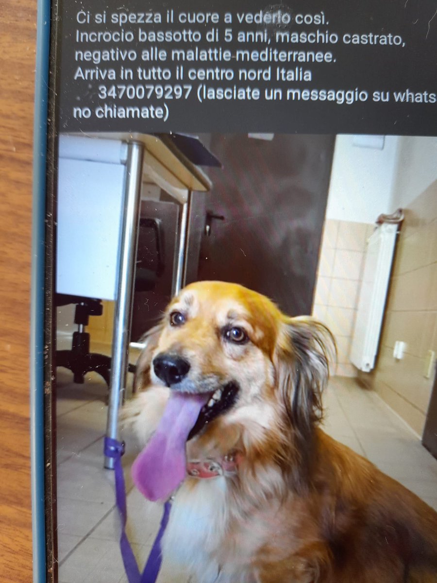 GabriellaBargh1's tweet photo. NN LO HANNO PIÙ VOLUTO😭
PORTATO IN CANILE E LASCIATO 
NEL BOX. IN UN ATTIMO HA PERSO 
TUTTO È SPAESATO E SPAVENTATO
NN CAPISCE XKE' NN VEDE NESSUNO 
DELLA SUA FAMIGLIA. A FATICA DOVRÀ ABITUARSI. RTRTRT SAPERLO
SOLO CHIUSO NEL BOX PROVO TANTO DOLORE. GRAZIE
😭😭😭😭🙏🌺🍀🥰💔💔🐞 https://t.co/ARFNmR5We6