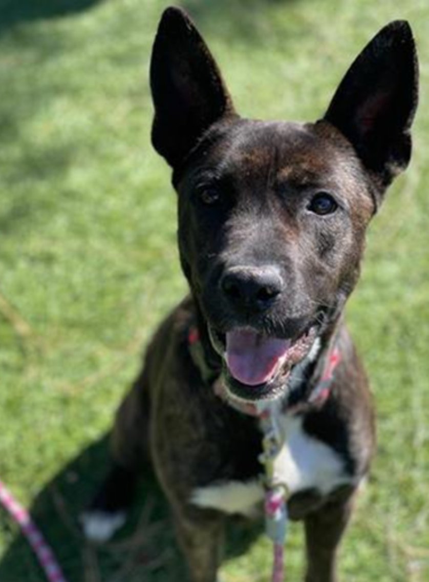 mapleveewesem's tweet photo. 🆘💔😍 MEL 😍💔🆘 
Downey #California ACC #A5533986 Another #Puppy on the euth list, beautiful brindle girl MEL is a fun size, 39 lb 1 yo #gsd/pibble mix. Good with other large, calm #dogs . Sun 3-26 is last day of $14 adoptions. Walk in 2-5 p.m. Info ⬇ 
#AdoptDontShop https://t.co/GQoRqJHtS5