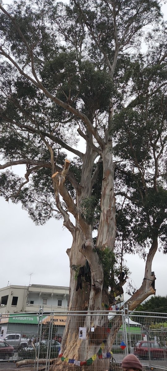 SG99592948's tweet photo. Hope no one is coming to try and take her down today, but if they do, they're going to have to turn around and go home. #saveourtree #saveourtreewarburton @yrcouncil @JimChild https://t.co/5J66R61kcz