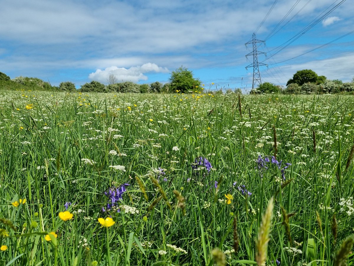 JMAGarrett's tweet image. In the home of #WildIsles in Bristol, @HomesEngland plan to build houses on these historic meadows.

In this place I watch over-wintering kestrels, listen to spring birdsong, soak up summer evenings and pick autumn blackberries.

We cannot destroy this. 

#SaveBrislingtonMeadows