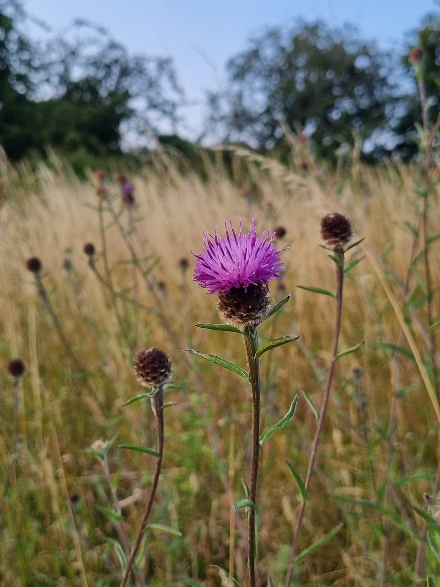 JMAGarrett's tweet image. In the home of #WildIsles in Bristol, @HomesEngland plan to build houses on these historic meadows.

In this place I watch over-wintering kestrels, listen to spring birdsong, soak up summer evenings and pick autumn blackberries.

We cannot destroy this. 

#SaveBrislingtonMeadows
