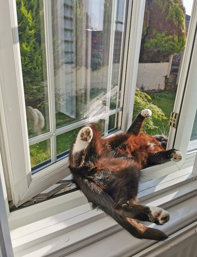 The Spirit of Lorenzo the Cat tweet media