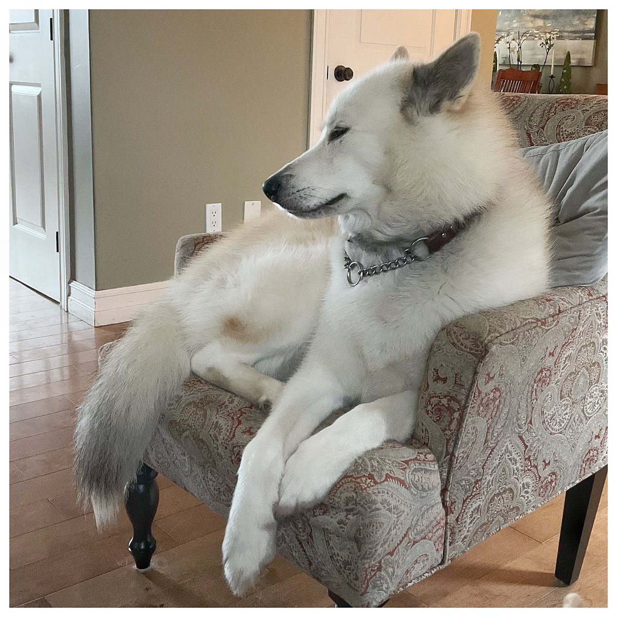 bowden2you's tweet photo. My beautiful yet snotty Amaguk 🐺 🤣
#Inuit #Husky of #Labrador aka #LabradorHusky 
#HuskyTwitter #HuskyNation #Canada #endangered breed of #husky ♥️ https://t.co/6NDy7RWHcJ