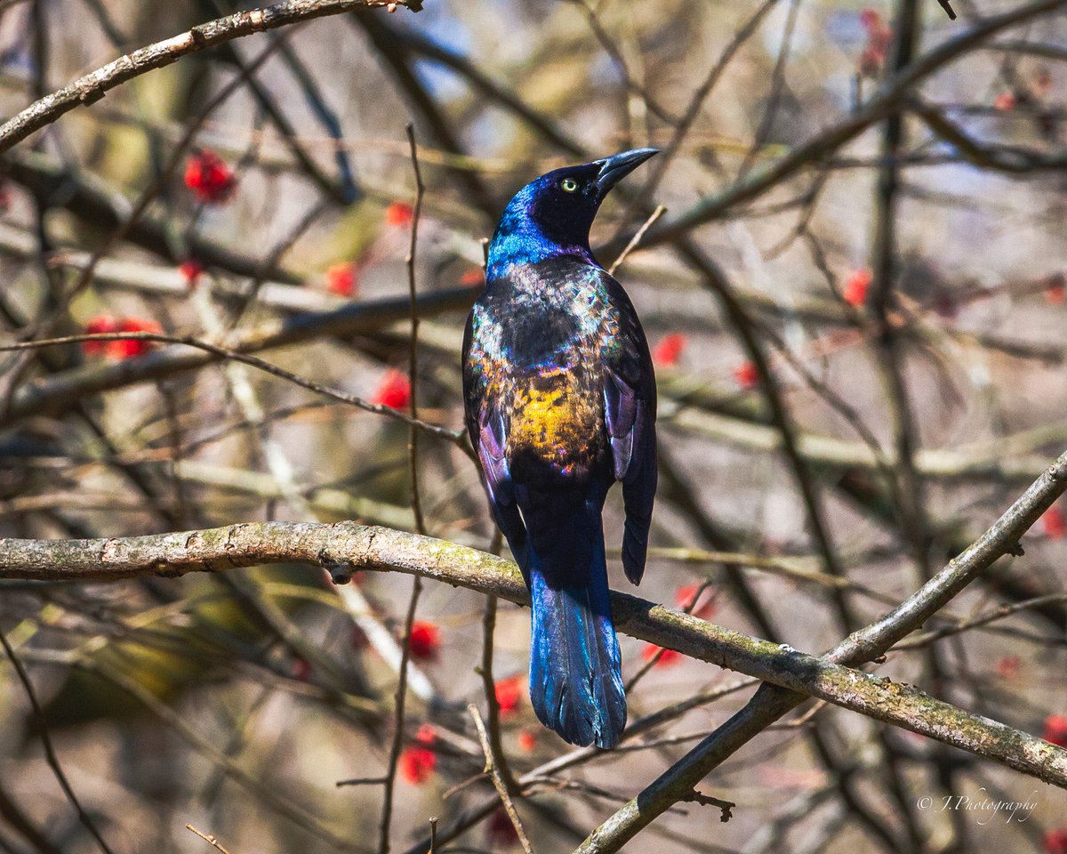 Johnny_Lopez38's tweet photo. Spring is in the air in @CentralParkNYC The Park provides rare birds can you names these birds? #bird #birdwatching #nyc #photography #photographer #birdlover #travel #travelphotography #colorbird #sunnysunday #canon #birdphotography https://t.co/0amAnkcVwA