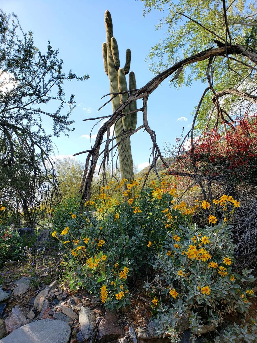 RougeTrekking's tweet photo. Blooming AZ. https://t.co/iLZOXxzGQf