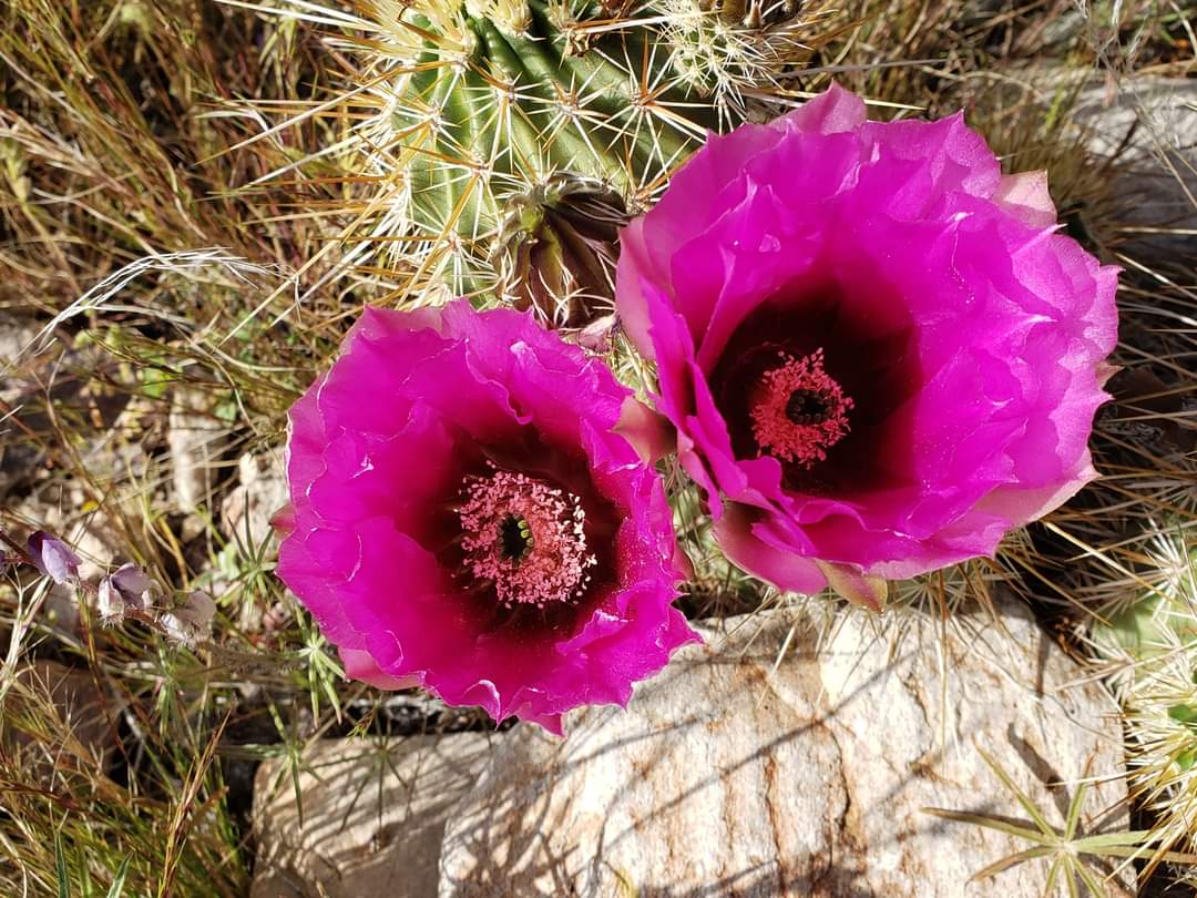 RougeTrekking's tweet photo. Blooming AZ. https://t.co/iLZOXxzGQf