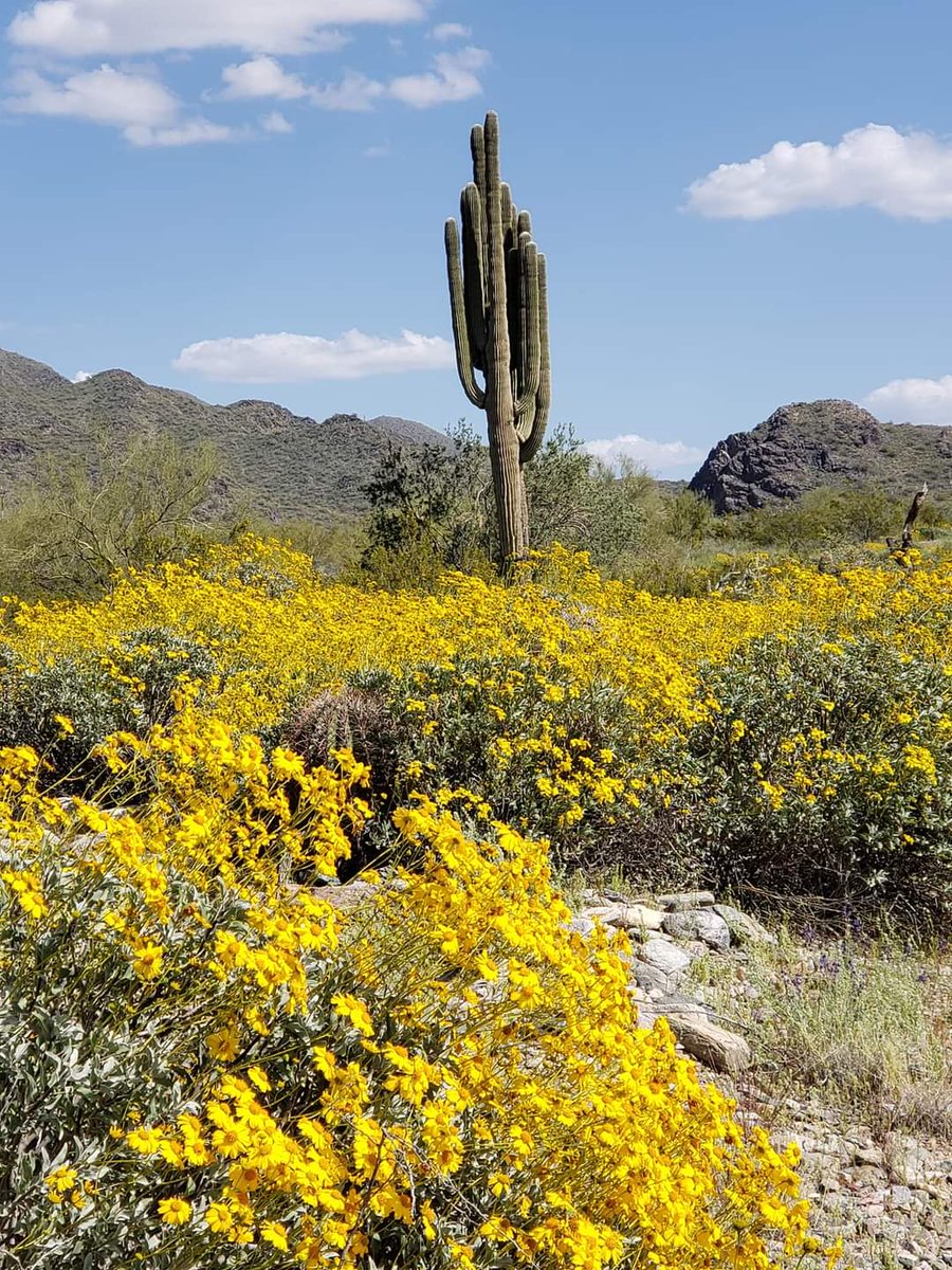 RougeTrekking's tweet photo. Blooming AZ. https://t.co/iLZOXxzGQf