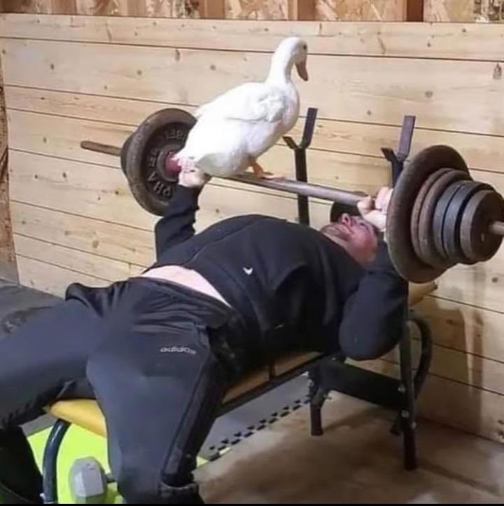 Ducks Out of Context (@duckscontext) on Twitter photo 