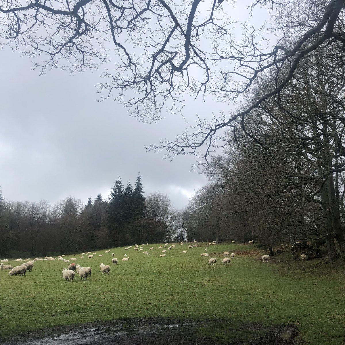 FionaxWhite's tweet photo. Walk in a wet Kent countryside. So quiet except for the sound of the rain through trees. https://t.co/hTnSS3wAJW