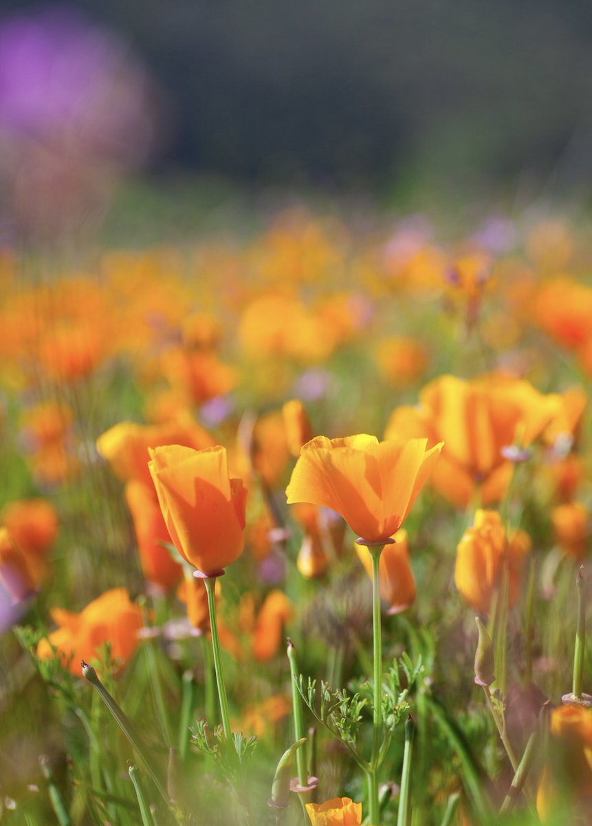 domiesann's tweet photo. California Poppies 

Canon 5D Mark II &amp; 50mm f2.5 Macro

#superbloom #spring2023 #teamcanon #canon5dm2 #50mm #macro #bokeh #canon #california #theoc #anaheimhills #naturetrail #hiking #photography #picoftheday https://t.co/Oai8khxYMc