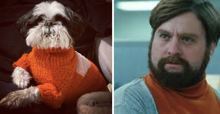 Jen_S_Thornton's tweet photo. @DinnerSchmucks My boy, Bandit, was channeling Therman. https://t.co/6Hnna26o82