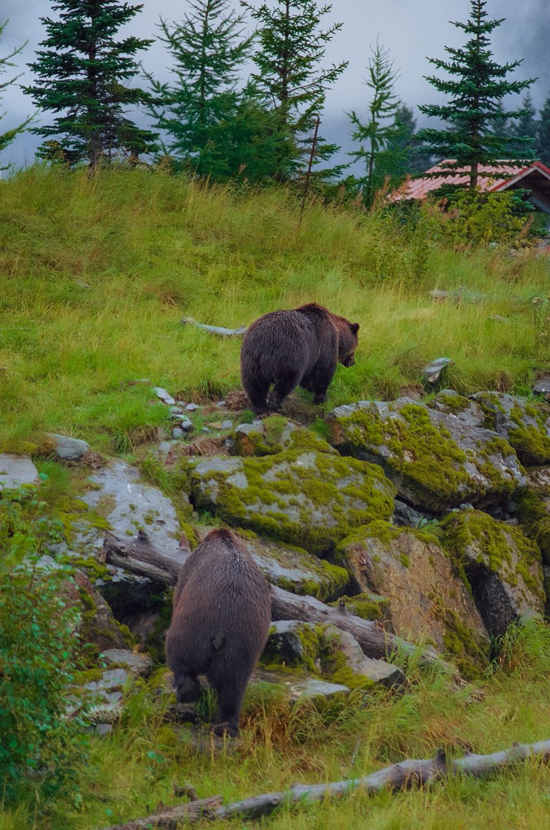 Alaska greens on 35mm