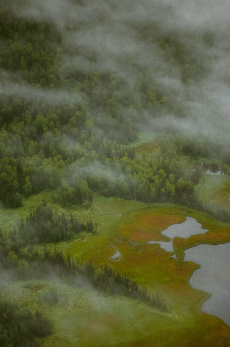 AlexKittoe's tweet photo. Alaska greens on 35mm https://t.co/3Bs5hNUAzb