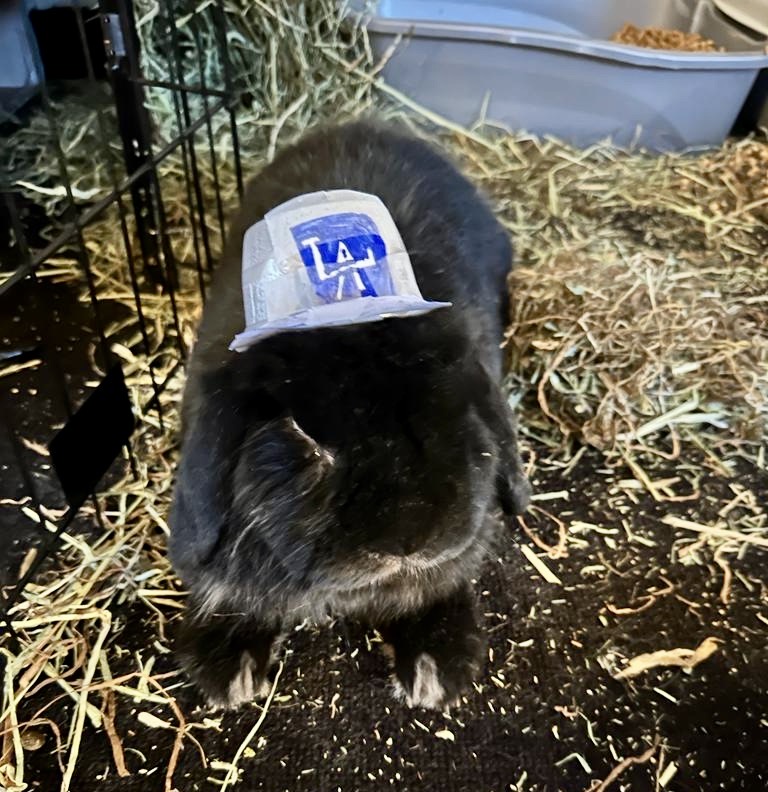Karina Buck (@buckarina) on Twitter photo My 7-year old grandkid decided to make this cute hat for their pet bunny #Dodgers #DodgerBlue <a href="/Dodgers/">Los Angeles Dodgers</a> <a href="/Pantone294/">Pantone 294</a> <a href="/LosDodgers/">Los Dodgers</a> <a href="/DodgersPR/">Dodgers PR</a> <a href="/DodgersNation/">Dodgers Nation</a> <a href="/Joe_Davis/">Joe Davis</a> My 7-year old grandkid decided to make this cute hat for their pet bunny #Dodgers #DodgerBlue <a href="/Dodgers/">Los Angeles Dodgers</a> <a href="/Pantone294/">Pantone 294</a> <a href="/LosDodgers/">Los Dodgers</a> <a href="/DodgersPR/">Dodgers PR</a> <a href="/DodgersNation/">Dodgers Nation</a> <a href="/Joe_Davis/">Joe Davis</a>