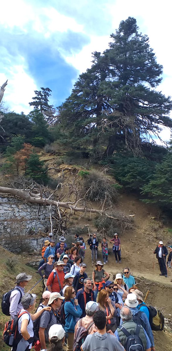 AfaProfor's tweet photo. Para terminar el finde celebrando el #DIB2023, broche de oro con la visita al Parque Nacional Sierra de las Nieves.
Un lujo de guías y acompañantes!
👏🏽👏🏽👏🏽👏🏽👏🏽👏🏽
Grandes debates y tertulias a la sombra de los #pinsapos, aprendiendo, siempre aprendiendo!

#AndalucíaEsForestal https://t.co/aZeYW2yESv