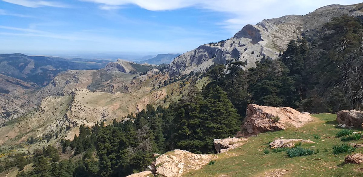 AfaProfor's tweet photo. Para terminar el finde celebrando el #DIB2023, broche de oro con la visita al Parque Nacional Sierra de las Nieves.
Un lujo de guías y acompañantes!
👏🏽👏🏽👏🏽👏🏽👏🏽👏🏽
Grandes debates y tertulias a la sombra de los #pinsapos, aprendiendo, siempre aprendiendo!

#AndalucíaEsForestal https://t.co/aZeYW2yESv