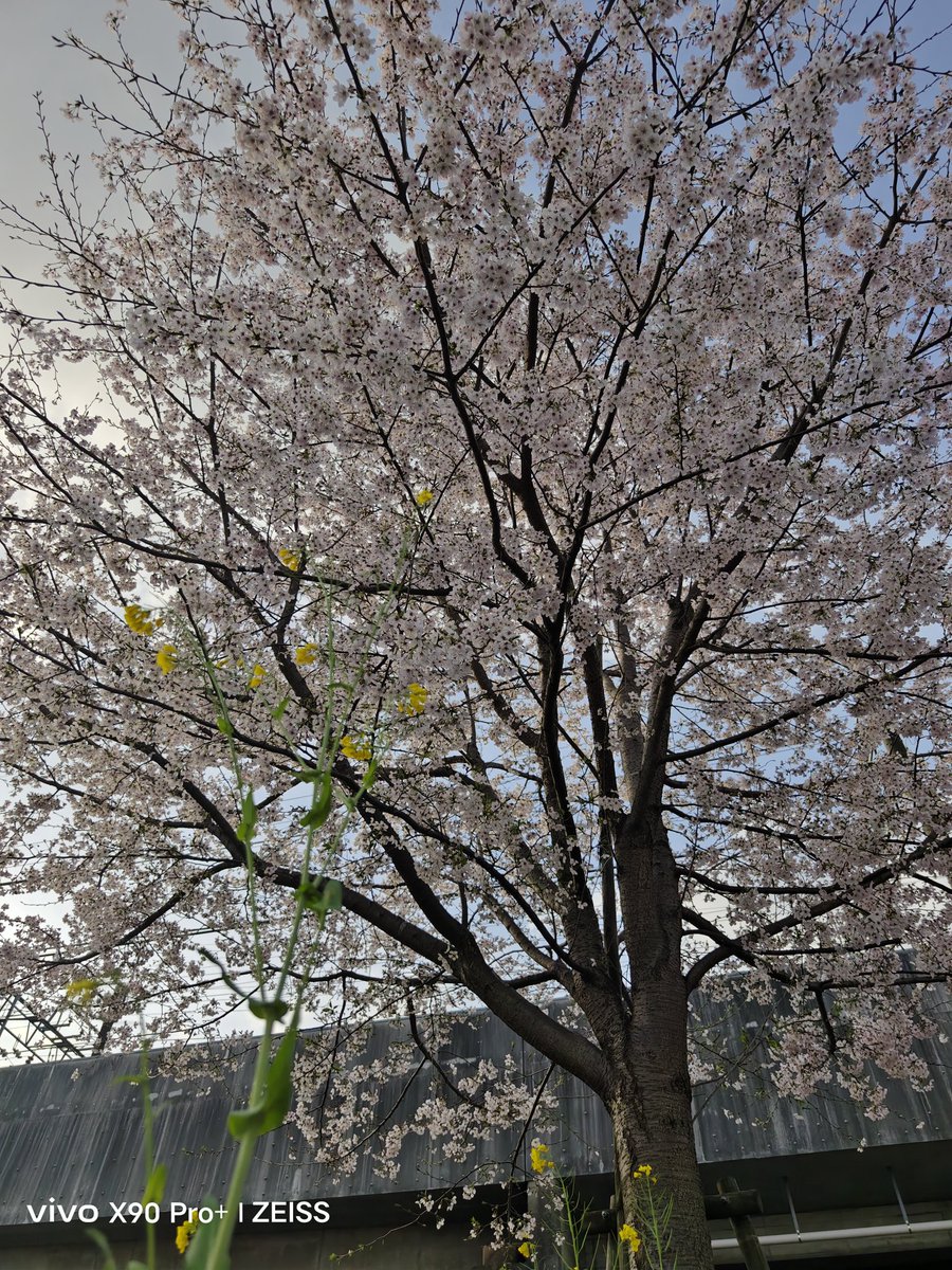 WerthLeon1's tweet photo. 3/27(月)久々の朝日と青空
#pixel6a   →　 #X90Pro+
今日はスマホ３台（#X90Pro+  #pixel6a   #X70Pro+  )持って、大都会に写真を撮りに行きます。駅前の桜はまだ残っていました。ここ数日で全て散ってしまいそうです。 https://t.co/Pym0LIlMC6