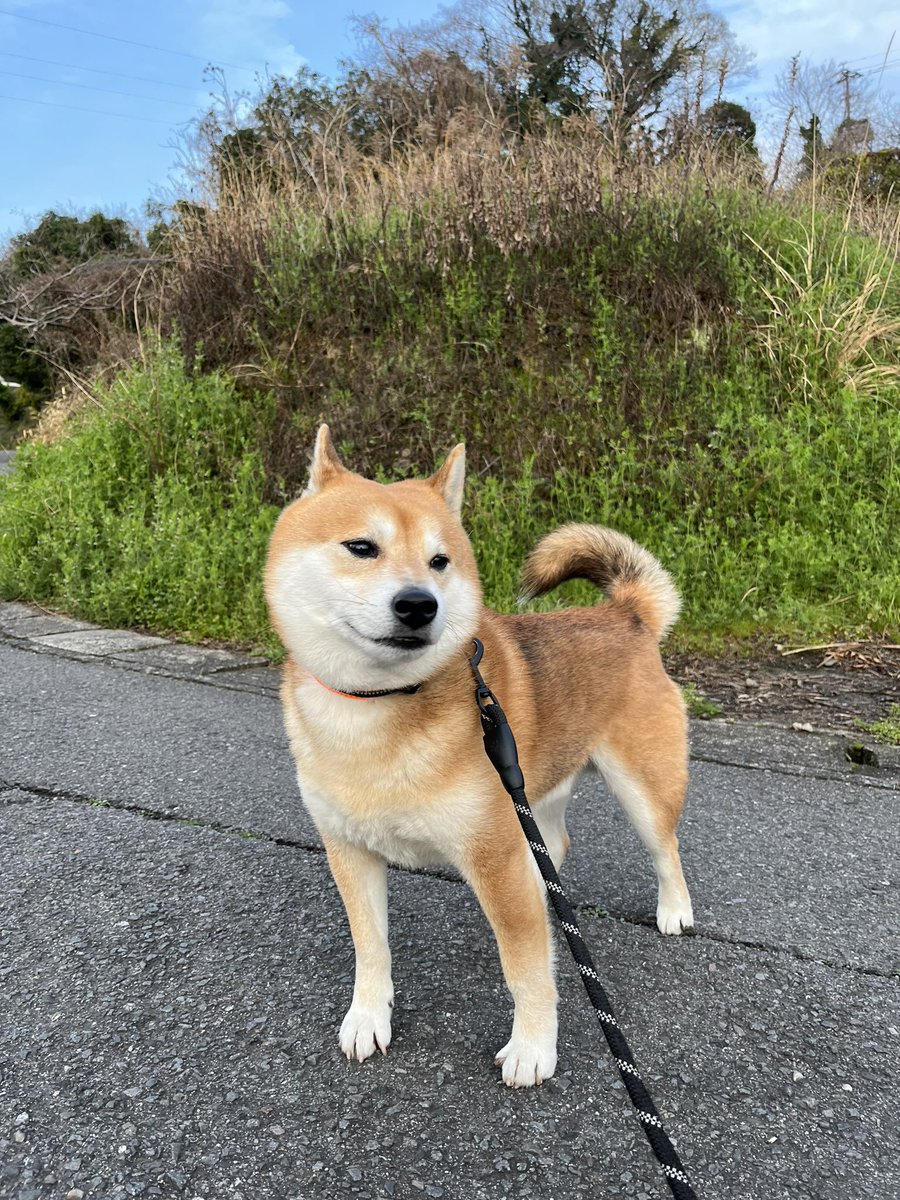 #柴犬 #shibainu #犬 #dogs

健康っていいね🍀 https://t.co/EuURUK0okw