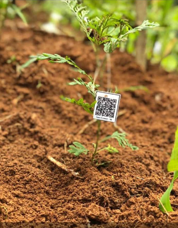 SaveEnvironme14's tweet photo. Today, SEI participated in environmental activity of planting trees organized by @IsaroEconext in Mpamba Cell, Runda Sector,  @Kamonyi. We made it for posterity !#Treeislife

#Greenekt2023 https://t.co/BPPigve4bB