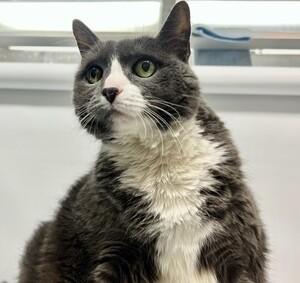 NYCDEATHROWCATS's tweet photo. *SHELTER PLEA* SHEBA is a curious senior lady looking for her retirement home!! Sheba was surrendered due to her owner passing away. The owner's son brought her in. It is unknown when she was last at the vet, but she regularly went to the vet.
https://t.co/bXXItFVMp7 https://t.co/NwW5MPewMZ