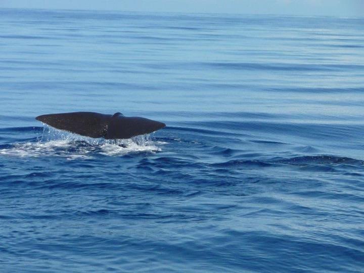 AmandaBolton2's tweet photo. @eliistender10 I had waited a long time to see this. On a Caribbean cruise holiday with my better half in 2011. I will never forget seeing this. https://t.co/45G2aKlBF6