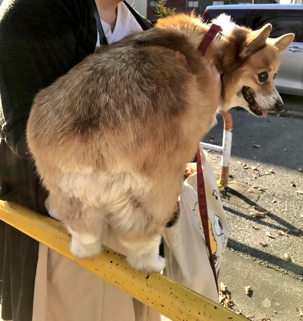 休憩中のおちり(´∀｀*)♫