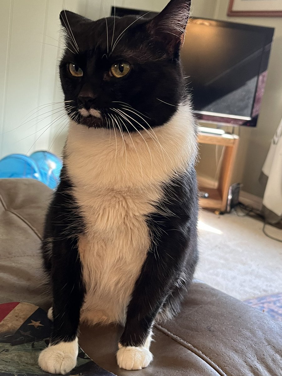 Epoch The Cat tweet media