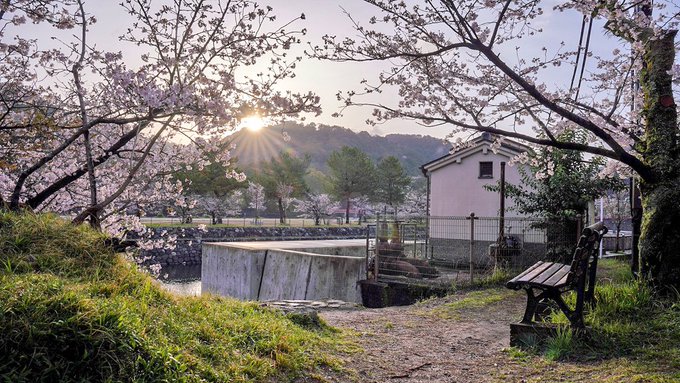 久美子ベンチからおはよ宇治ございます。ベンチ周辺の桜は８分咲きといったところで、ここ数日が見頃になりそうです。#anim