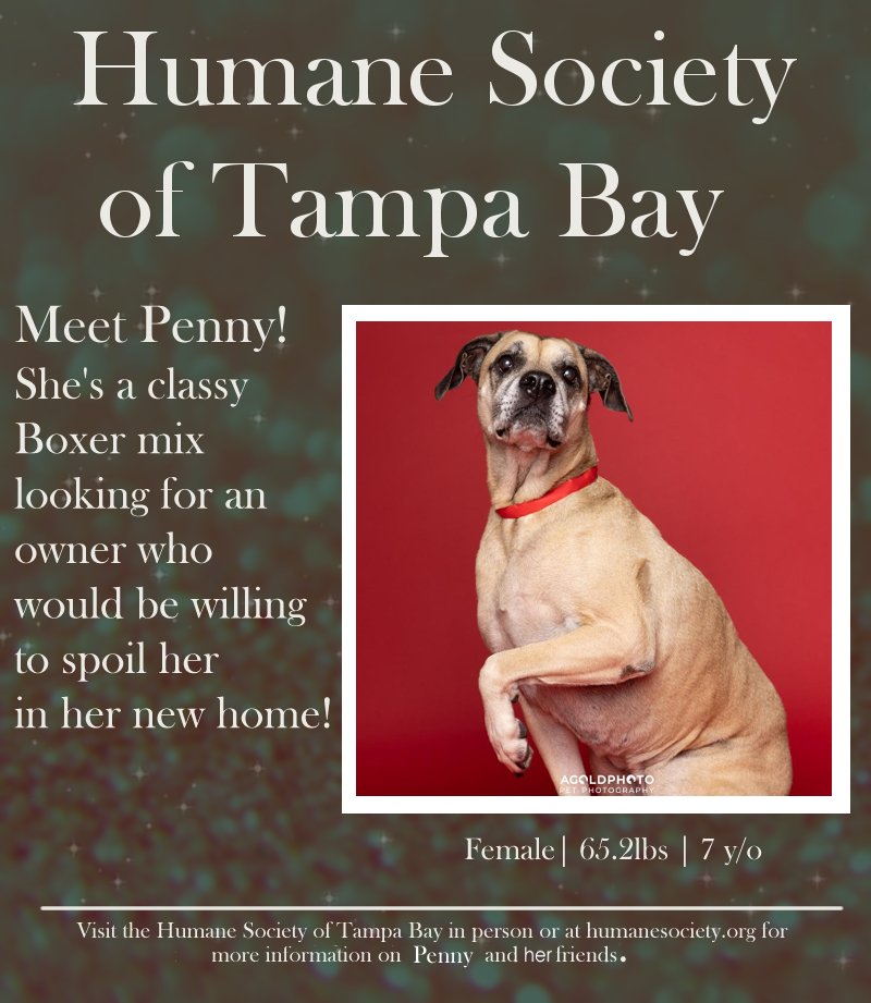 PawsUpTampa's tweet photo. Welcome in Penny! She's an elegant dog with an air of maturity who's looking to spend her golden years in a home as classy as her. Come and visit Penny and her friends at the @HumaneTampaBay! https://t.co/tvByHdOZNz