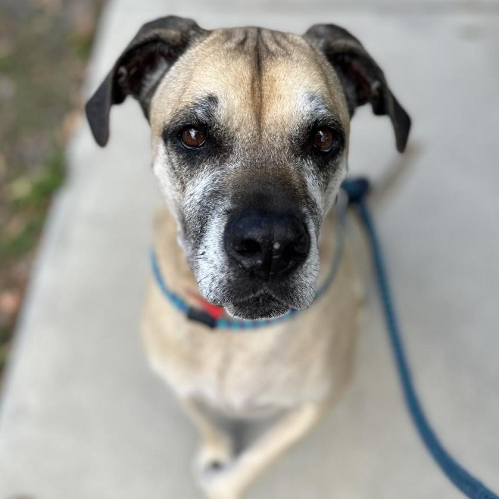 PawsUpTampa's tweet photo. Welcome in Penny! She's an elegant dog with an air of maturity who's looking to spend her golden years in a home as classy as her. Come and visit Penny and her friends at the @HumaneTampaBay! https://t.co/tvByHdOZNz