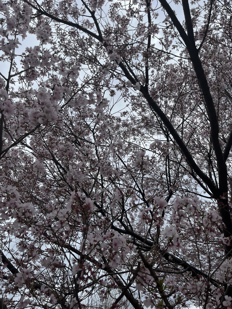 ___rot's tweet photo. 最近は雨続きで花粉も少なく
雨の方が過ごしやすい日々
怒涛の3月も終わりそう
おはよう、今日も頑張りましょうね https://t.co/KlqzCIUlvx