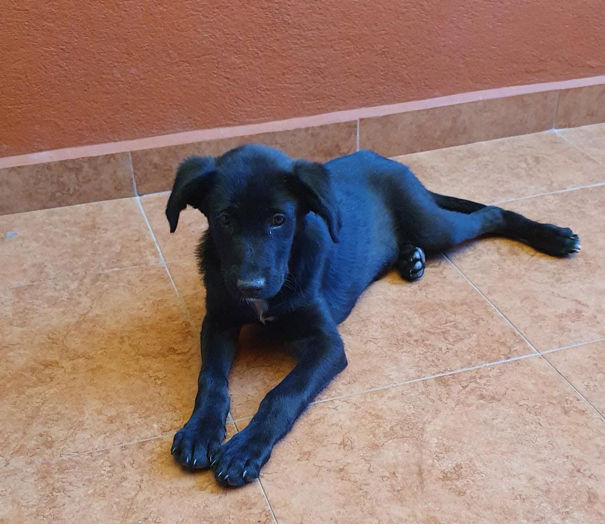 Alguna familia que esté lista para recibir mucho amor ???

Estos perritos son súper agradecidos y muy fieles amigos, anímense y adopten a cualquiera de estas dos preciosidades, macho y hembra, quien dice yo ??

Informes :
444-114-0939 y 444-532-8132
#Compartan #RT 
<a href="/PerrosenAdop/">Perros en Adopción </a>