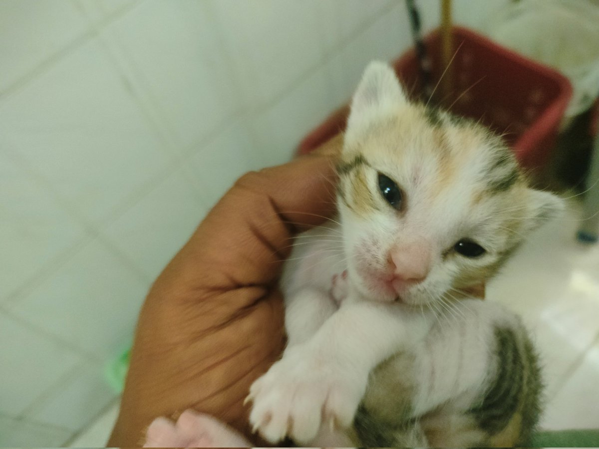 string_hopper's tweet photo. @yoidorefuufu @Katz12D My new sweety❤️❤️❤️ https://t.co/pfIzmkjYOj