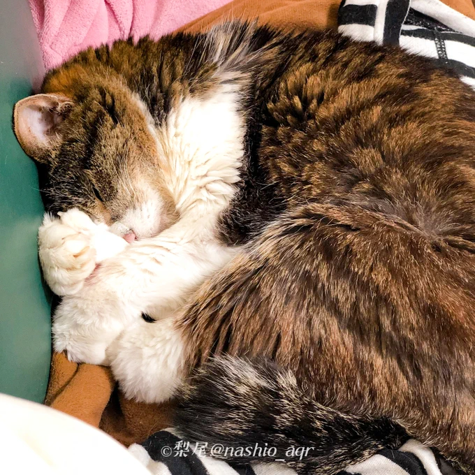 ぐっすりにゃんこ#猫のいる暮らし 