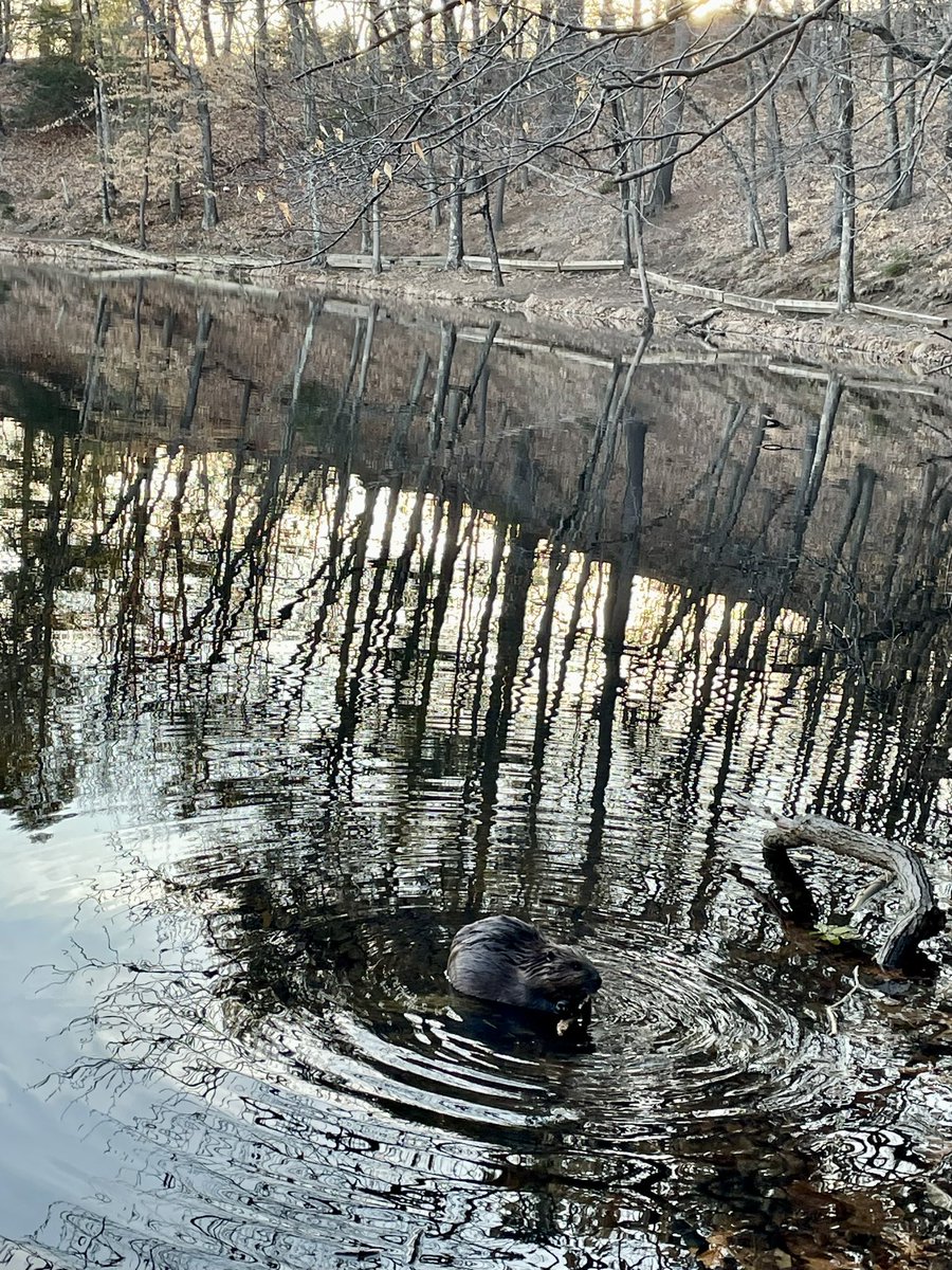 EvanRRoss's tweet photo. was excited to finally see my first beaver in the wild during an evening hike at Puffer’s Pond 🦫 https://t.co/GFQGVr8DDC