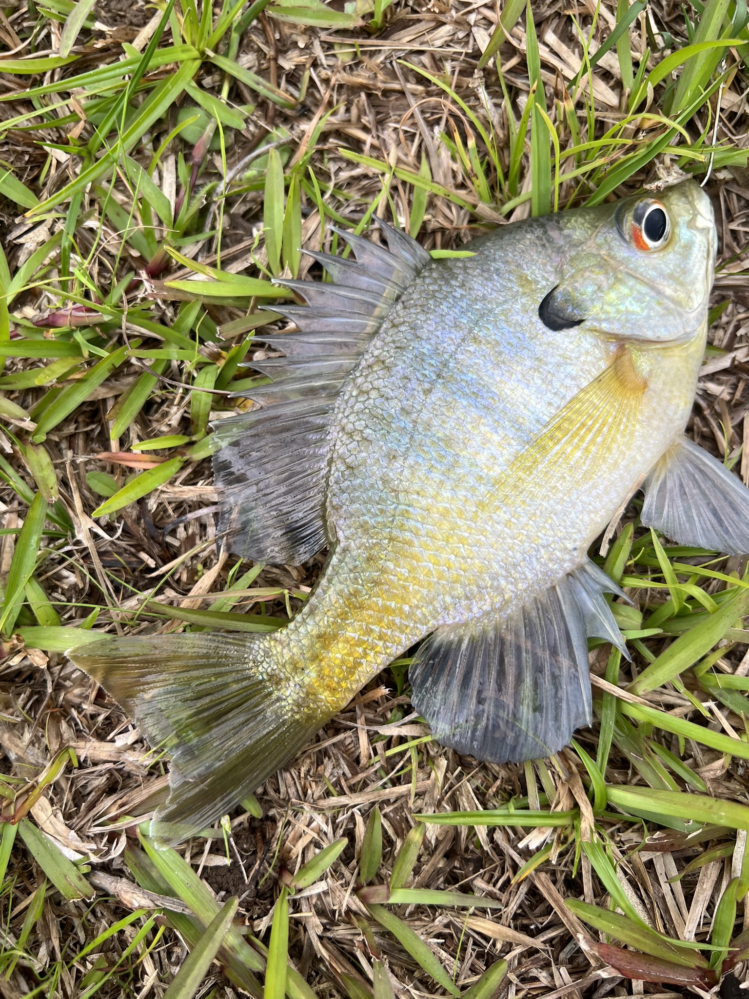 CajunAsian on X: We caught a variety of fish in the pond… Bass