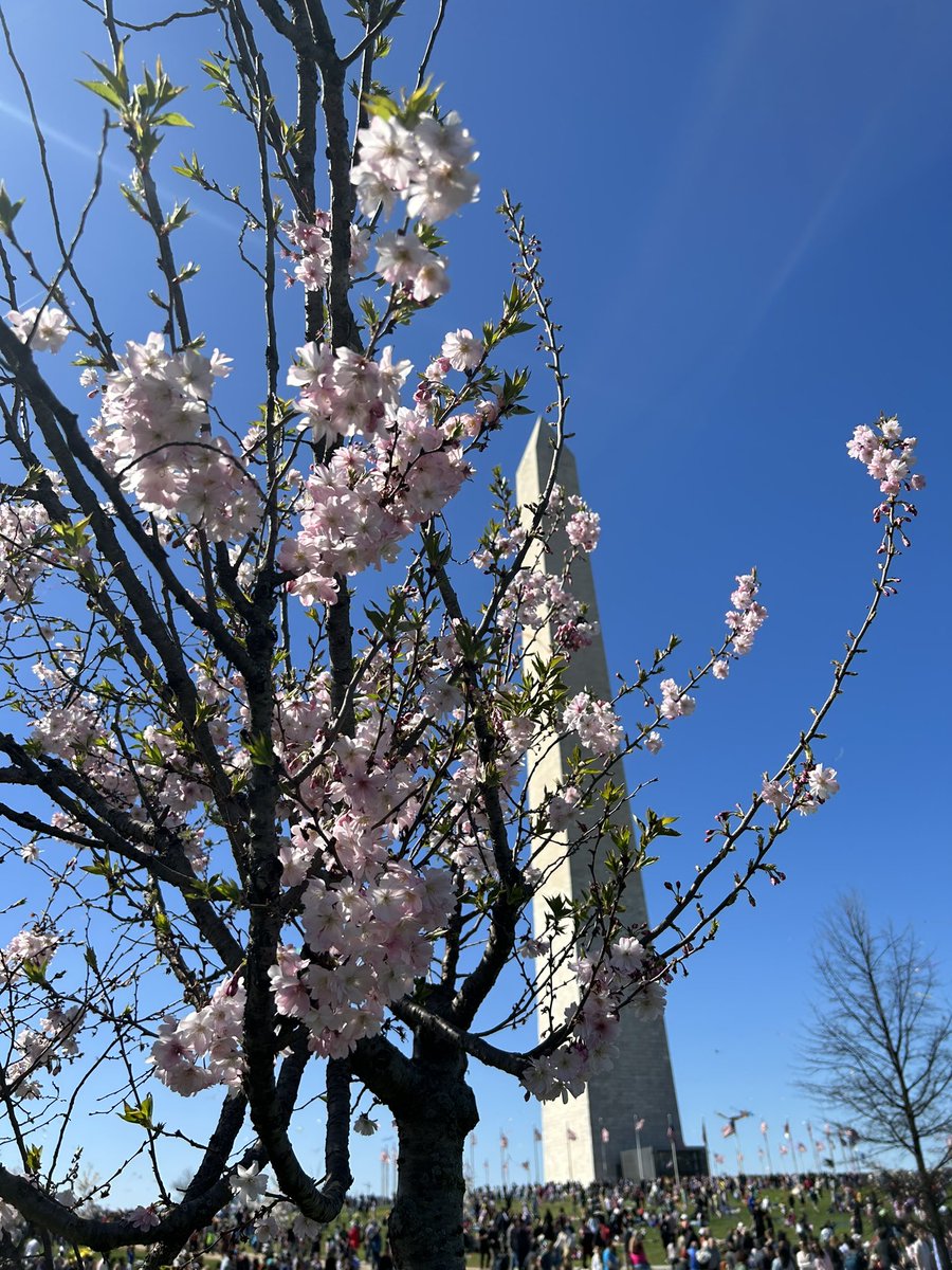 laurennrachell's tweet photo. Spring has sprung in DC! 🌸🌷🌸🌷 https://t.co/F7uHxRWWVO