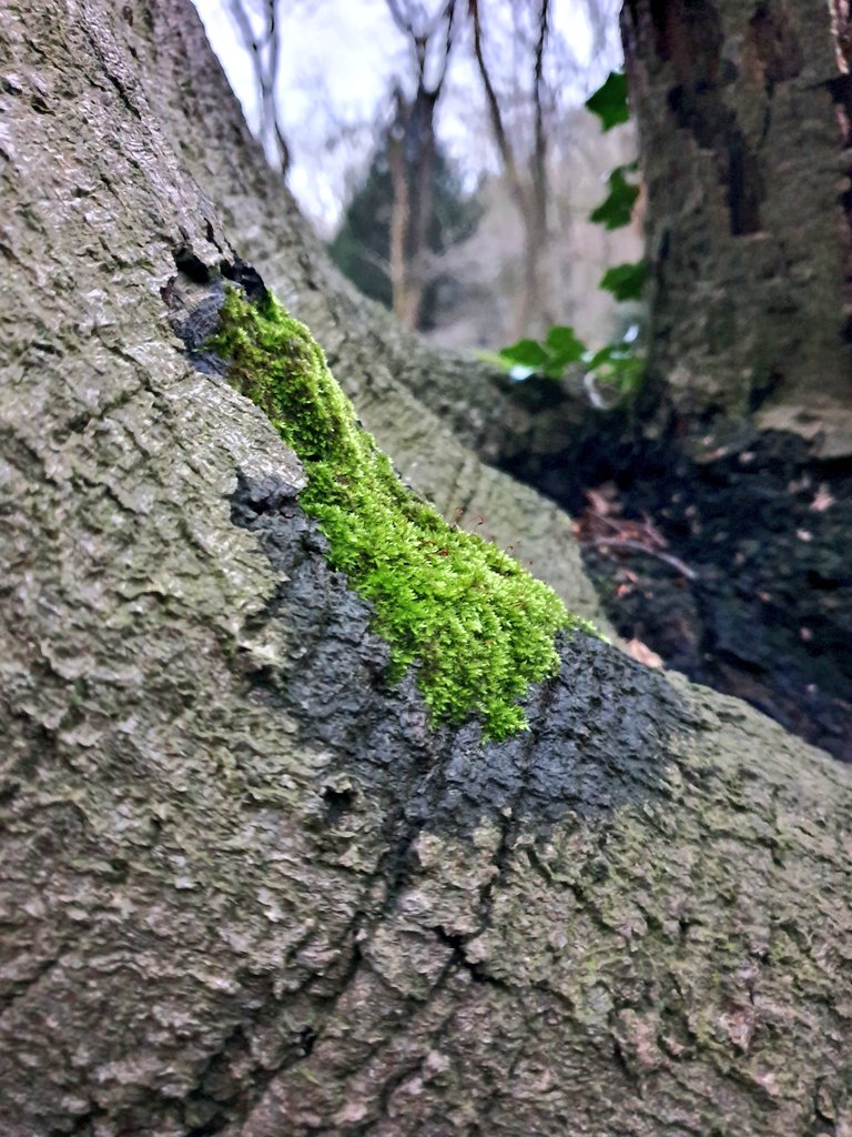 Green 💚 #NaturePhotography #nature #naturelovers #NatureBeauty #colours #green #photography #trees #closetonature