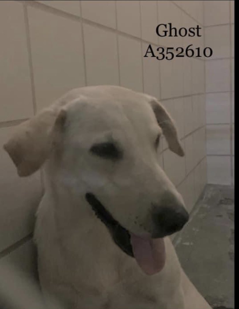 RoCoGB's tweet photo. 🆘GHOST
#A352610
🔥DIES 3/31🔥
Age 2 Lab
She’s a beautiful girl
Who’s absolutely TERRIFIED
She cowers in her kennel, hiding in the corner
Her fear is so pitiful 
🆘Plz HELP get her OUT
Find her TRUE love
Can YOU #Foster #Adopt
Show TLC
GHOST needs #Pledges
#CorpusChristi ACS #TX https://t.co/WVZuO4Rxzy