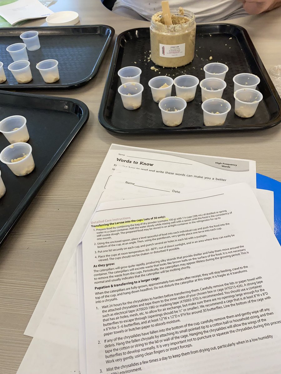 Painted Lady Butterfly Larvae. First timer here! 2nd graders will be so excited! Got me a good helper. Thanks <a href="/WTHunter75/">Gary Hutto</a>. <a href="/webbcubs/">Webb Cubs</a> #mymisd