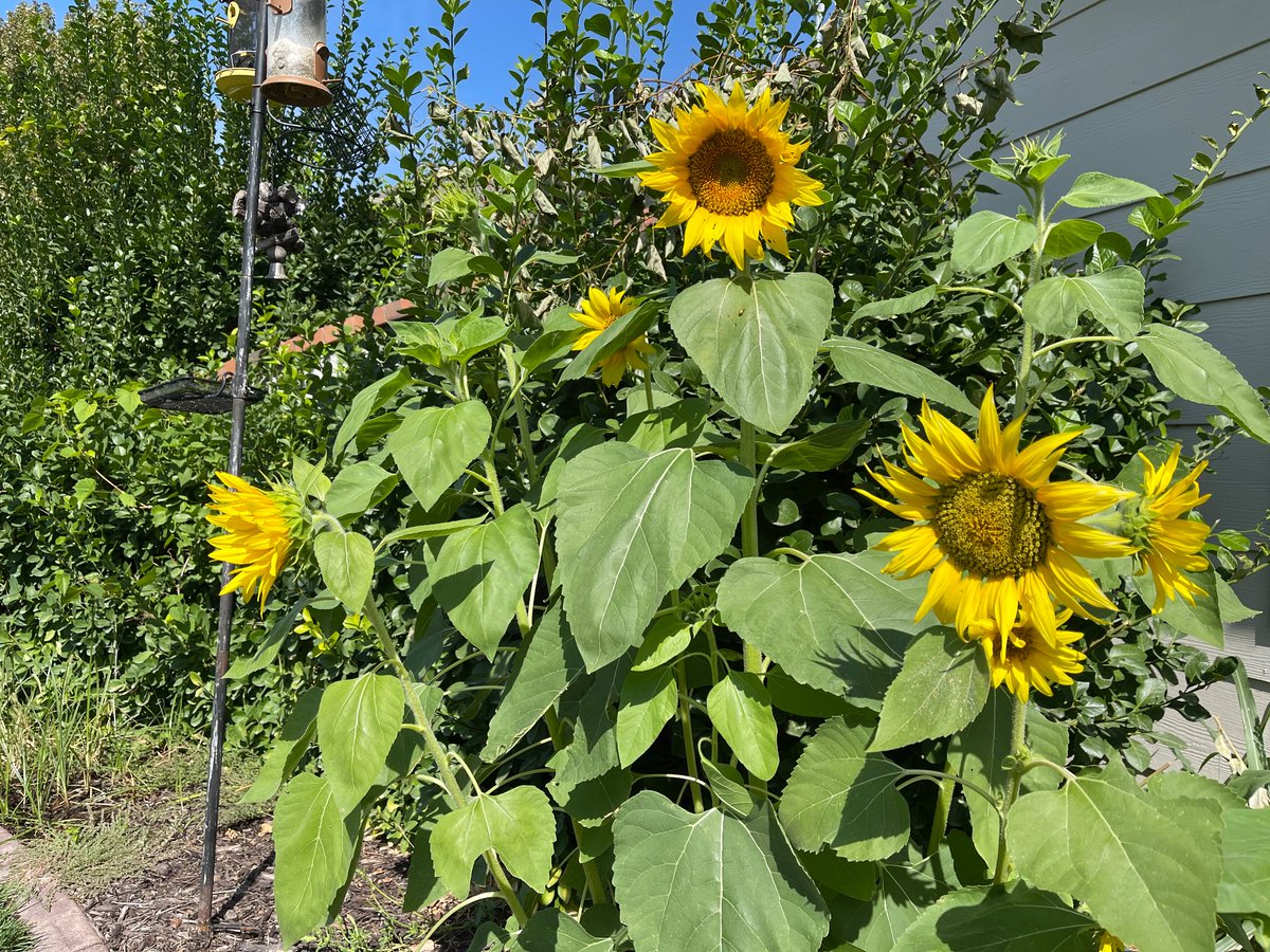 sotacita's tweet photo. @Jazzboneplyr1 @trwill1957 @TexasLulu @RedBison @Mizzcheevous1 @LelePeche @KBoneMusic @Jkrump1969 @BarnabyBecky1 No matter where we are, have you ever heard the expression, bloom where you are planted? These are sunflowers that grew under our bird feeder last year. #SlaviUkraine https://t.co/HKYF1UraLZ