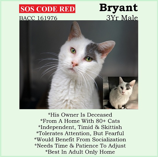 sachikoko's tweet photo. 🆘CODE RED🆘4TH TIME LISTED TBD TUE 3/28/23🆘
💝STRESSED 3YO WHITE &amp; GRAY KITTY "BRYANT"💝
😿💔FROM A HOARDING CASE, TBD BC HE'S SCARED
🚨NEEDS #ADOPTION #RESCUE #FOSTER ASAP🚨
➡161976 https://t.co/AvT3jaS9VA
🙏🏾#ADOPT #PLEDGE #SAVEALIFE #AdoptDontShop
#BROOKLYN #NYCACC #CAT https://t.co/x4SvpGixjF