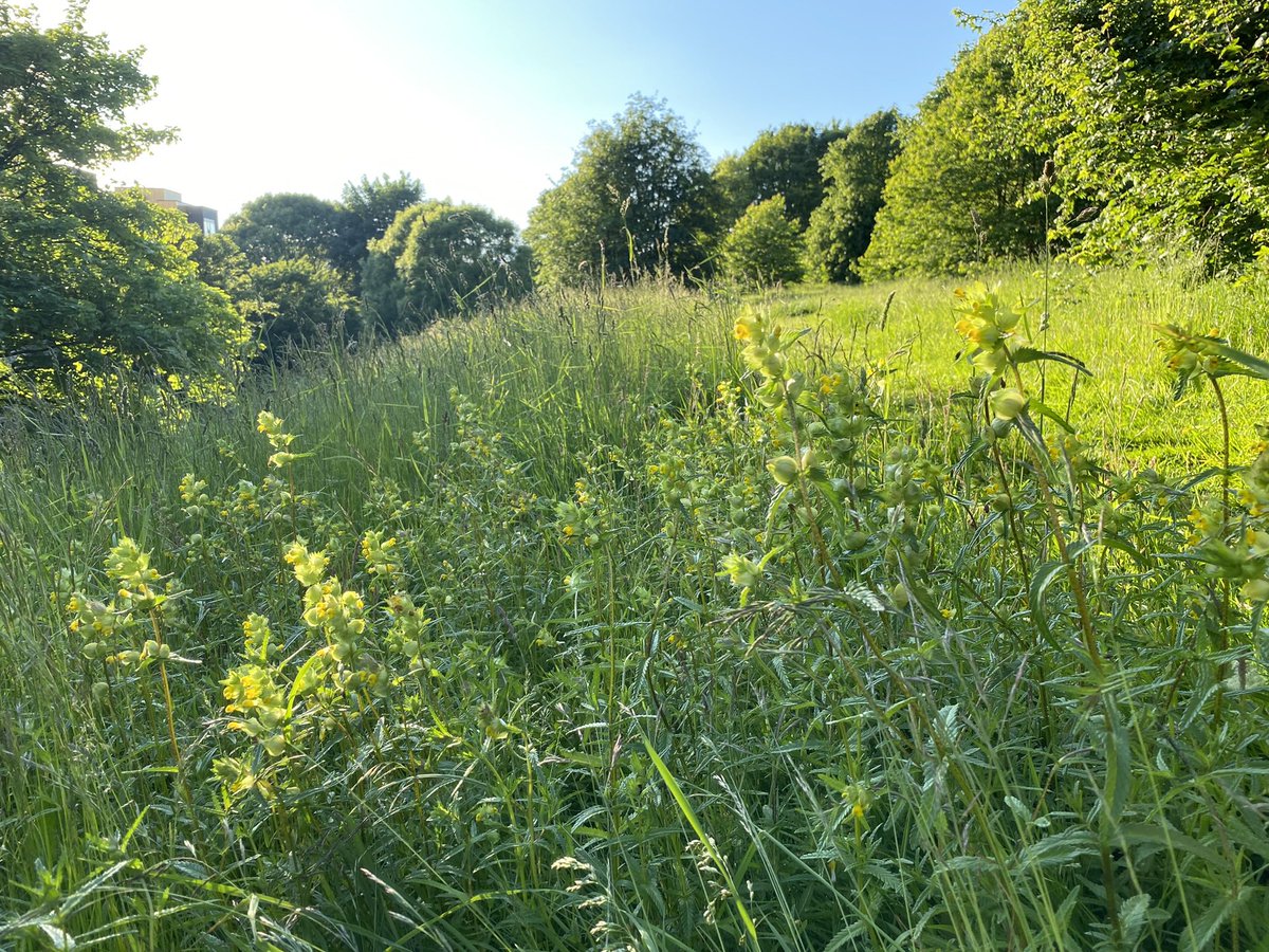 yorkhillgreen's tweet photo. Hurrah! Lots of lovely wee Yellow Rattle seedlings🌱popping-up on the slopes of Yorkhill Park! They will help reduce the dominance of grasses & allow more wildflowers to establish in the meadows. #Spring #Wildflowerhour 🌾💛🐝 #MeadowMaker https://t.co/yg94Rweqn5