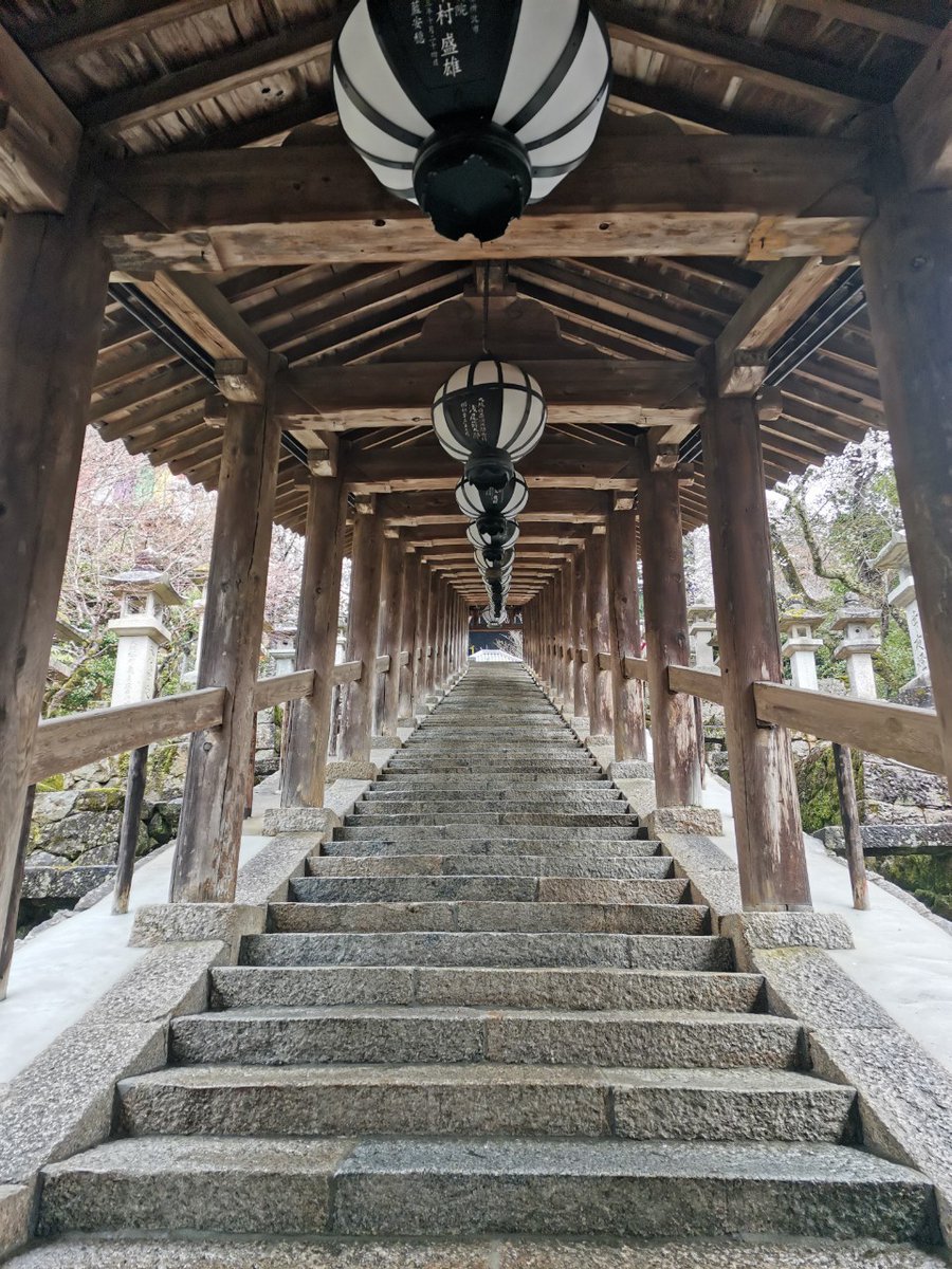 ODY3188's tweet photo. この時季は修学旅行生もいないから
東大寺、伊勢神宮、長谷寺をゆっくり観れます😊桜も満開🌸 https://t.co/cdQc6jePo3