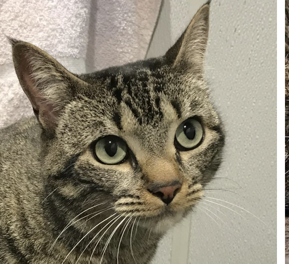 OrsettiGia's tweet photo. Looking for a cat to add to your family? Smokey is a 3 year old female domestic shorthair cat who needs her furever home! If you or someone you know is interested visit @HumaneTampaBay today. https://t.co/AB4XbBR1F1